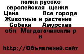 лайка русско-европейская (щенки) › Цена ­ 5 000 - Все города Животные и растения » Собаки   . Амурская обл.,Магдагачинский р-н